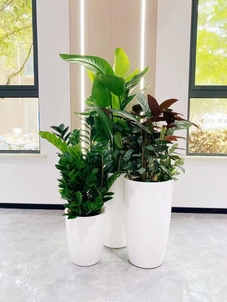 宁波鄞州植物租摆方案